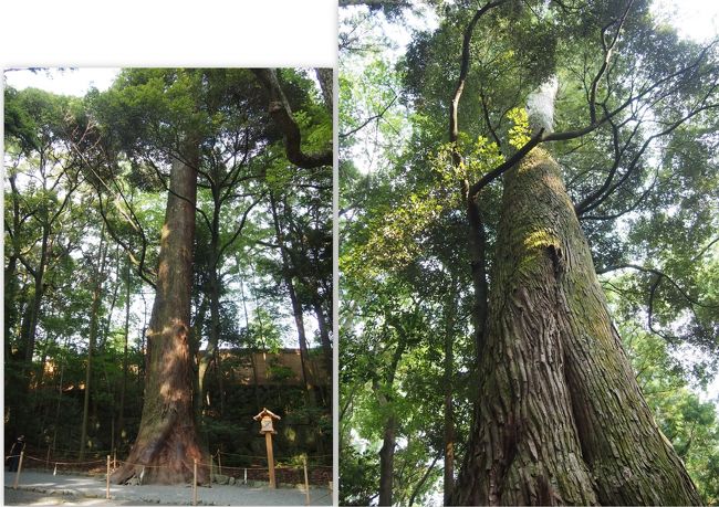 樹からもパワーをもらえる感じですねー！