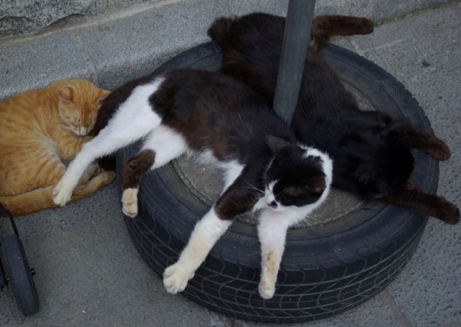 おかげ横丁の外れのところに。。。<br /><br />営業が終わったからかしら？<br />猫ちゃんたちが気持ち良さそうに寝てました