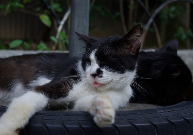 舌しまい忘れてるよ＾ｍ＾<br /><br />伊勢神宮を後にし、二見に向いました。