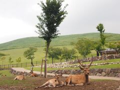 【若草山】を経由して東大寺へ向かいます。

