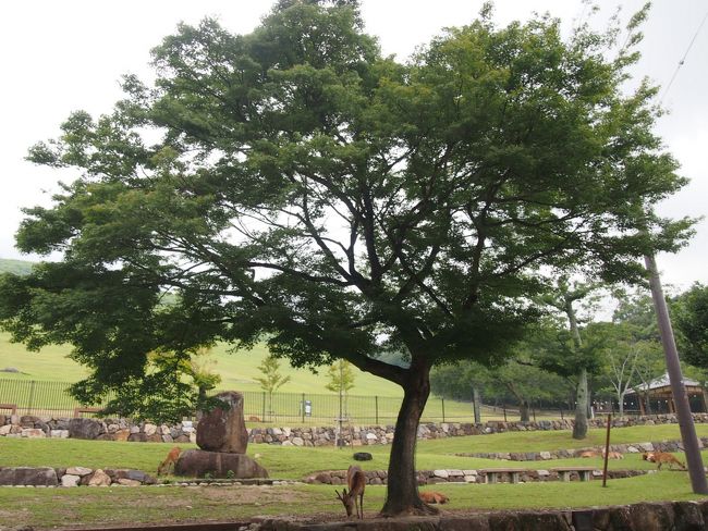 ここにもやっぱり鹿さん達はいましたよ〜！