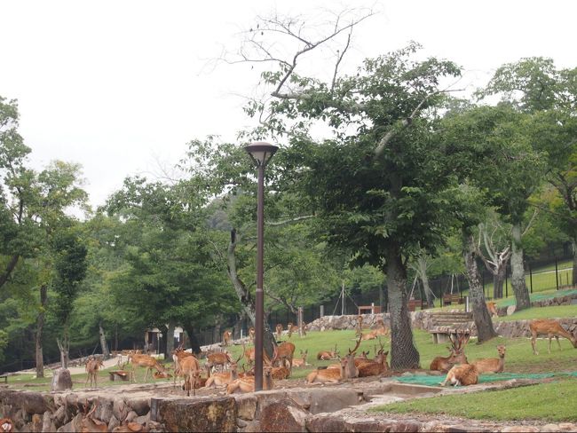 まだお店は開いてない時間で観光客はいませんでしたが、鹿がこんなに＠＠