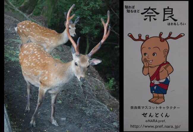 奈良と言えば鹿なので、少しアップします<br />