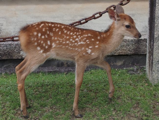 三月堂にいたバンビちゃん