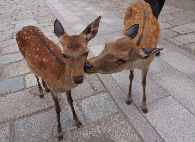 東大寺前にいた鹿さん、、仲良し＾＾？