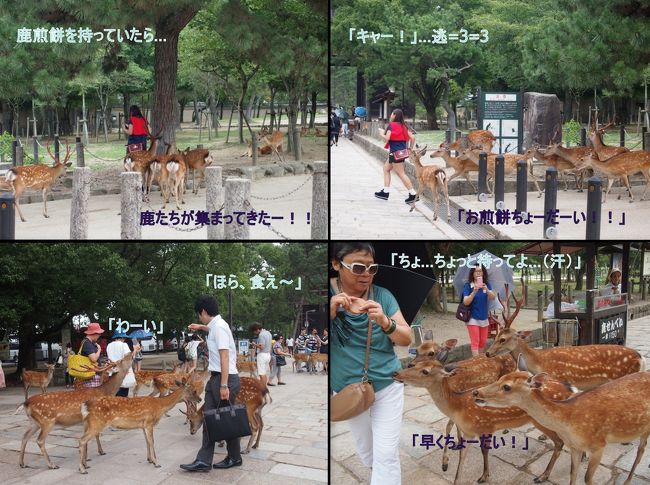 大仏様を拝んだあと南大門の方では、<br />海外からの観光客たちがたくさん来ました。<br /><br />鹿煎餅を買って、持っていたら想像以上に<br />鹿の集団がきたようですね＾ｍ＾ﾌﾌ<br />