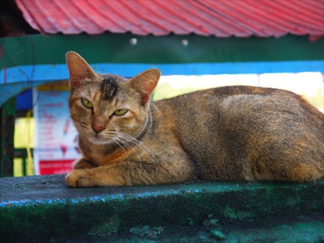 猫慣れしてないのでいい表情が撮れなかったけど。