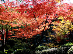 江戸時代初期に、紀州藩初代藩主徳川頼宣が築いたと言われる池泉回遊式庭園。入ってすぐに見えてきた景色がこちら。