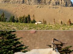 マウンテン・ゴート（Mountain Goat, シロイワヤギ）を発見！
北アメリカのロッキー山脈を中心としたエリアに生息する原始的なヤギです。

ローガン峠（Logan Pass）近くで座っていました。
一度見たいと思っていた動物なので、たくさん写真を撮りました。