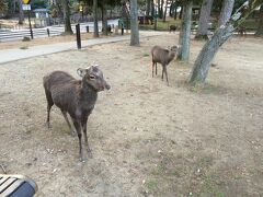 奈良市鴻ノ池陸上競技場に向かう途中
興福寺付近で
奈良の鹿
に出会います。