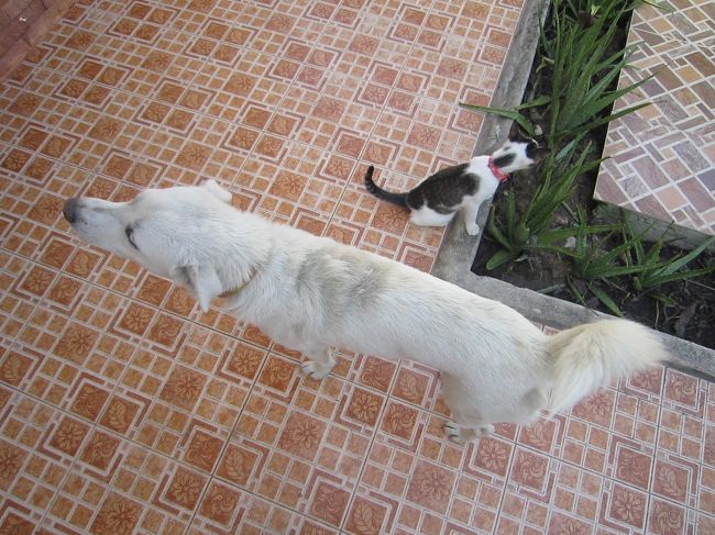 Josanの 微笑みの国 ウドンだより 341回 最近子猫のモエが 犬達と外で遊び始めました 祝 ウドーン ターニー タイ の旅行記 ブログ By Josanさん フォートラベル Josanの 微笑みの国 ウドンだより 341回 最近子猫のモエが 犬達と外で遊び始めました 祝 ウドーン ターニー タイ の旅行記 ブログ By Josanさん フォートラベル