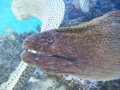 うつぼ

那覇市内、国際通りで観賞できます。