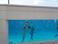 美ら海水族館

イルカショー（無料）