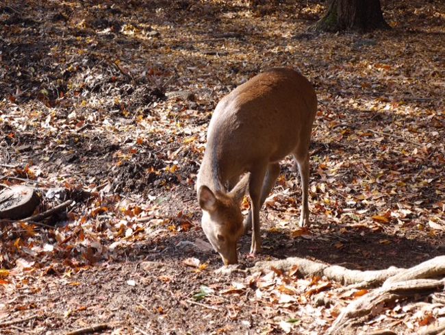 鹿もこの人は鹿せんべい持ってる、持ってないというのを見分けるのか、<br />持ってない私には愛想ない態度。
