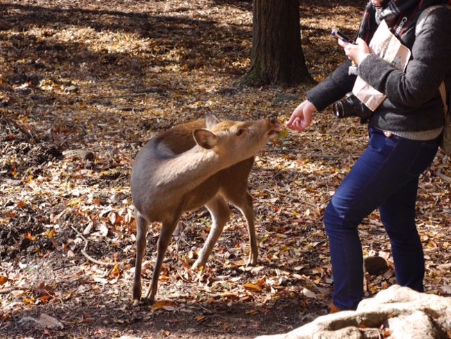 鹿せんべいを持ってる人に対してはこの対応