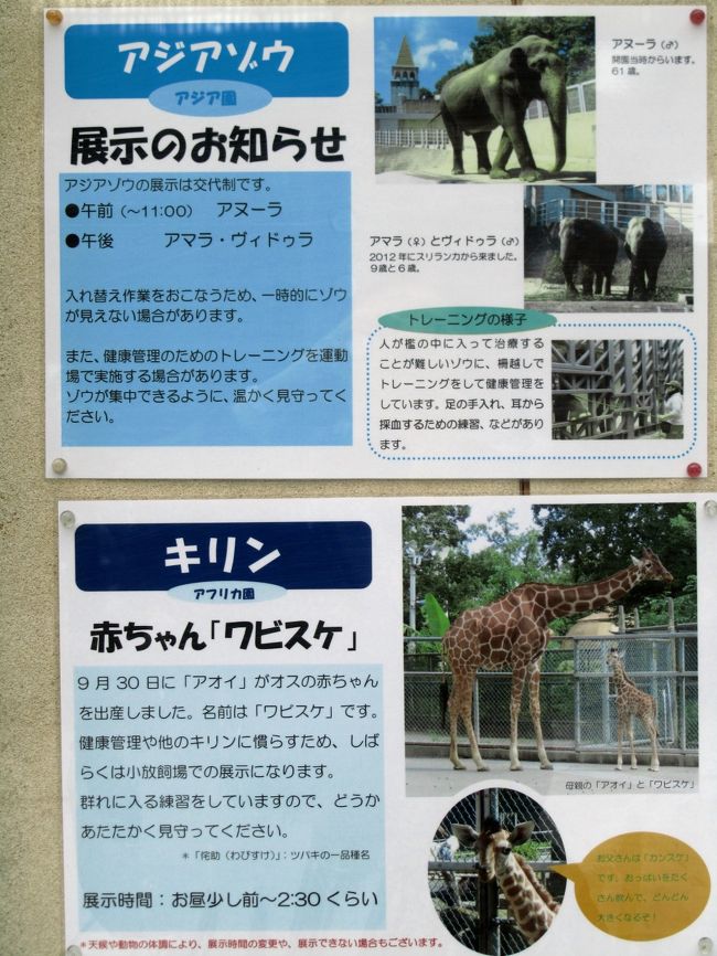 クリスマスシーズンは動物園とイルミネーション １ 多摩動物公園の干支に因んだヒツジの祖先のムフロン展 動物園いろいろ 本日のグルメ編 日野 昭島 東京 の旅行記 ブログ By まみさん フォートラベル