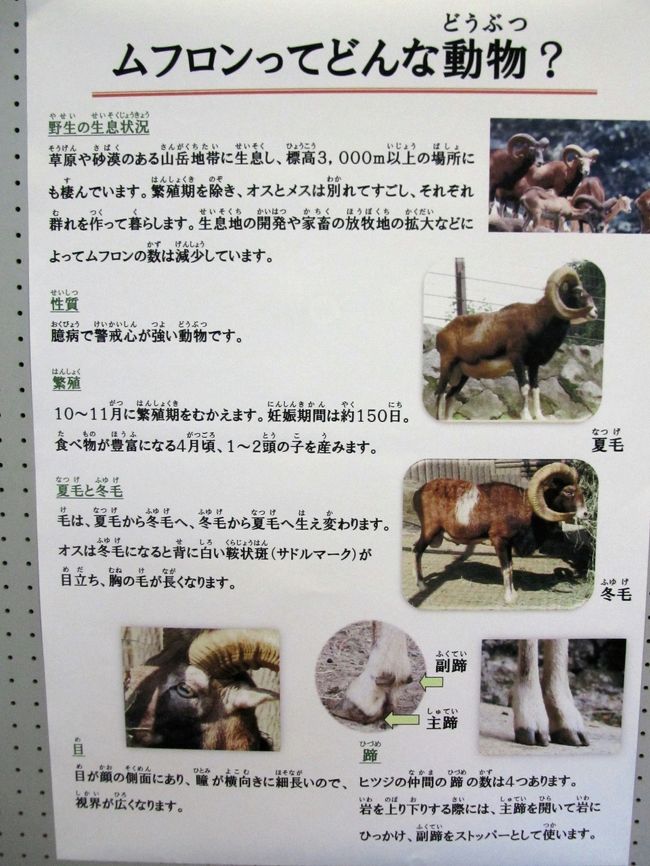 クリスマスシーズンは動物園とイルミネーション １ 多摩動物公園の干支に因んだヒツジの祖先のムフロン展 動物園いろいろ 本日のグルメ編 日野 昭島 東京 の旅行記 ブログ By まみさん フォートラベル