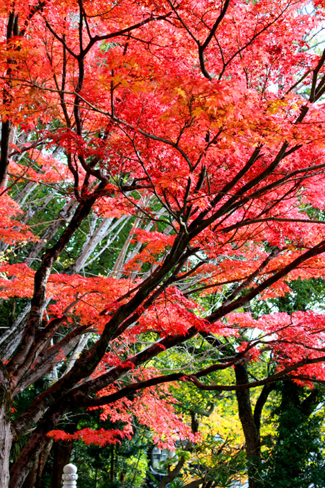 ふわわわっ〜(*´ω｀*人)<br /><br />とっても赤く綺麗な紅葉。<br />見事に紅葉ってる。<br /><br />これから先も期待できます!