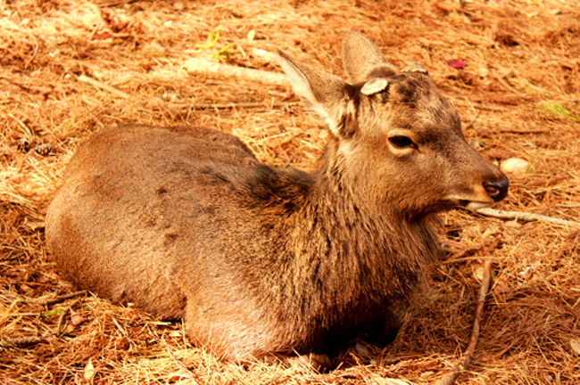 春日大社の第一の鳥居??みたいなとこを<br />ズンズン行きますと…<br />シカです!!<br /><br />シカのひとですっ!!<br /><br />近づいても全くの無視。<br />人間になれているっぽいので<br />かなり近づいても大丈夫な感じ。<br /><br />ちょっとビクビクしながら近づいて<br />パシャる。<br /><br />紅葉の赤みをより 強調したかったので<br />ホワイトバランスを「曇天」にしていたら<br />シカのひともこんな感じで暖かみのある<br />色になりました。<br />（＾ё＾）