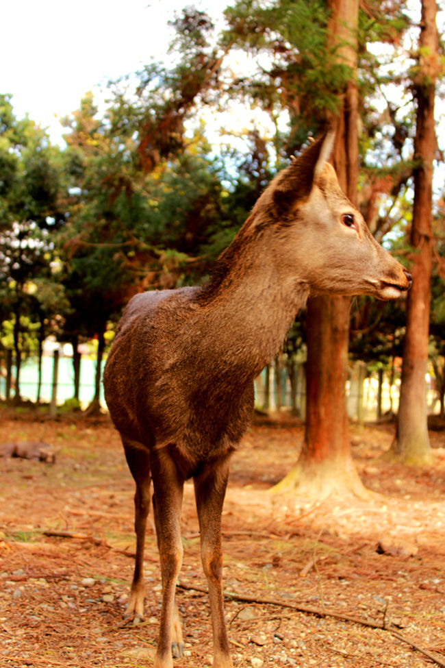 なかなか正面向いてくれないのだよね。<br />シカのひと。<br /><br />撮ると、ぷいっと…ぷいっとして<br />しまうのだよ。<br /><br />なんかさ、もっと紅葉とシカのひと…って<br />感じで撮りたかったな〜。<br /><br />と後悔しておりますよ。<br /><br />茶色に茶色…だよね。