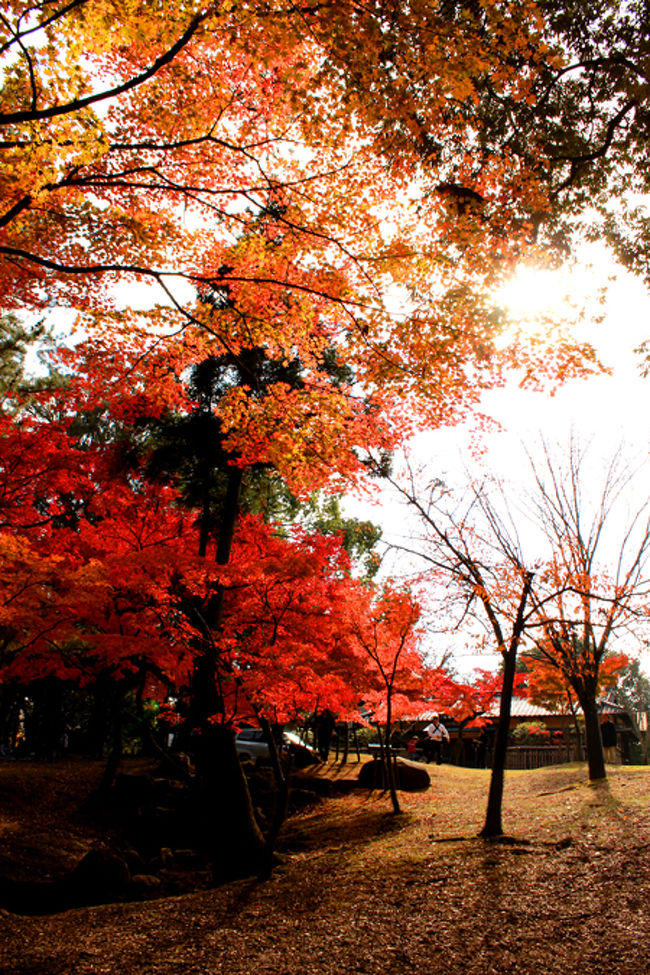 まだまだ春日大社の本殿??までは先なのですが<br />とってもきれいな紅葉があちらこちらに<br />あるので、途中で脇にそれてパシャリと。<br /><br />ほう。<br />見事な紅葉ぶり。<br />（＾ё＾）