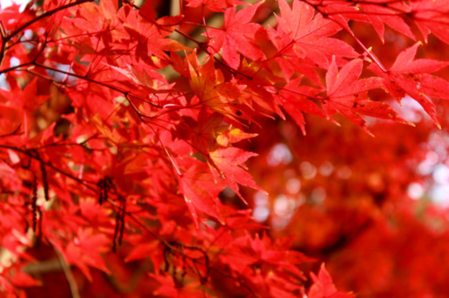 アップで撮ってみたよ。<br />真っ赤!