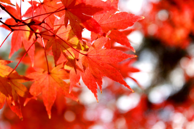 後ろをちょいとボケさせてみたっ。<br /><br />うん。<br />(´・-・`)<br /><br />小さいといいんだけど、<br />PCで100%にするとね、<br />やっぱちょっとボケてる。<br /><br />100%で見ることとかなんてなかなかないけどね。<br />A3サイズとかになると思うので。<br /><br />PCいっぱいで見ても普通にいい感じに見える。<br /><br />うん。<br />けど、やっぱ100%で見てちゃんと<br />プロの人みたくピントがしっかり合ってほしいな。