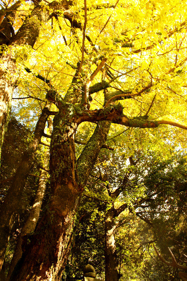 灯籠の先にはこんなすてきな銀杏が。<br /><br />たくさん人が集まってるので<br />ここも写真スポットみたい。<br /><br />うん。<br />黄色が見事に<br />目にパキッときます。