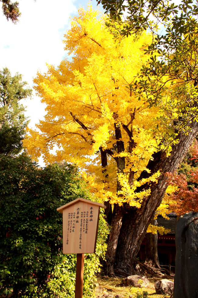 立て看板?には、井栗神社、穴栗神社と<br />載ってます。<br /><br />ということは井栗神社と穴栗神社が<br />2つこの先にあるということですかな??<br /><br />春日大社の中にもさらに2つ<br />神社があるのですな。<br />ということで拝観料を払って入りますと<br />こんなステキな銀杏が出迎えてくれました。