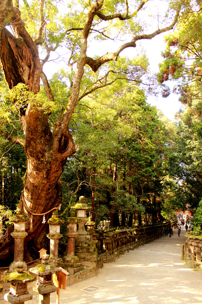 <br />秋だけど、緑が綺麗だね。<br />渋い緑っていうかさ。<br /><br />この近くの神社でおみくじを引いたよ。