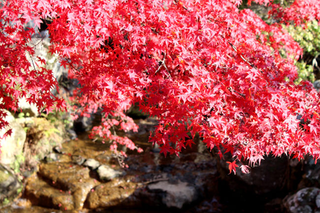 ちょっとした川にかかる紅葉。<br />うふうふ。（＾ё＾）<br /><br />あるある。<br />ありがちっ。