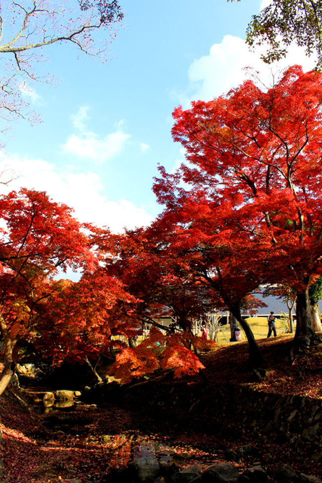 青、赤…。<br />ホント綺麗〜。