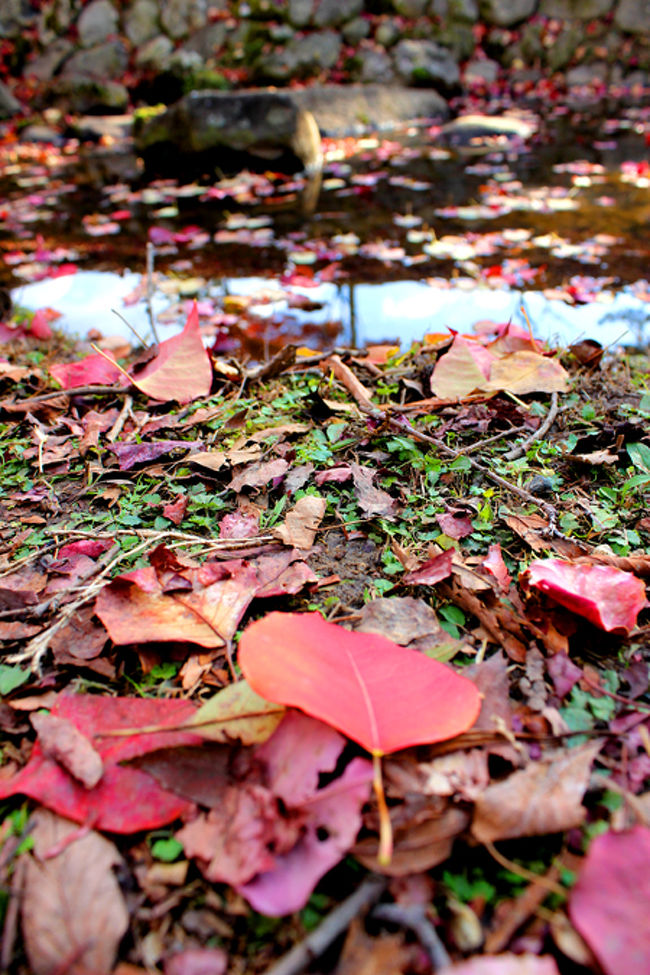 足下の秋も撮ってみましたっ!<br />すべてがステキです〜。