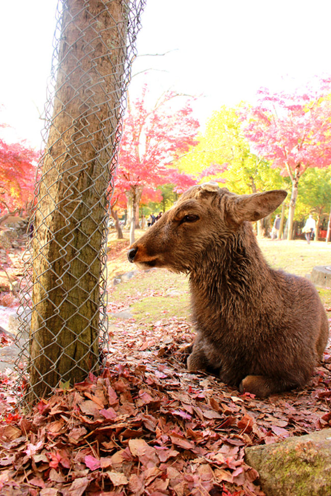 おふっ!!　（」°ロ°）<br />シカのひと発見!!<br /><br />今度こそ紅葉と一緒に…。