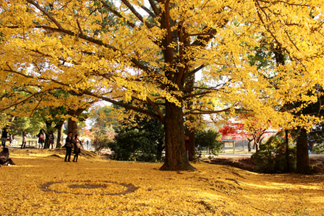 大仏っちゃんを見終わったあとは、<br />大仏殿の向こうにある湖の近くの銀杏の木に来ましたっ。<br /><br />なんかね、ここの銀杏のあたりがステキポイントみたい。<br />バニバニ友がゆうておりました。<br /><br />うんうん。<br /><br />すっごくステキ…なのだけど、<br />なぜかミステリーサークルが…。<br />(´；д；｀)<br /><br />なんでこんなステキなとこに<br />こんなことしちゃうのー。<br /><br />写真撮るのに…。