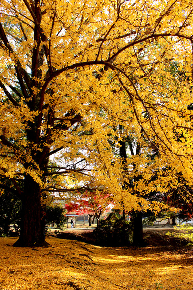 ミステリーサークルを避けて<br />パシャリ。<br /><br />すっごい銀杏具合。<br />きれいだよね〜。<br /><br />ほわほわ〜。(*´ω｀*人)