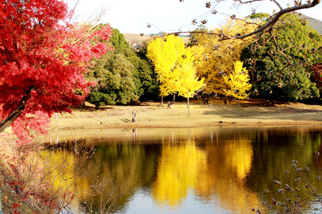 銀杏の木あたりは人がやっぱり多いので<br />ちょっと離れたとこから撮影してみましたよ。<br /><br />紅葉が湖に鏡面になってて綺麗だよね〜。
