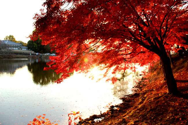 この季節は日が暮れはじめるのは<br />早いものです。<br /><br />3時過ぎ頃にはこんな感じで、<br />ちょっとずつ光が黄昏てきてます。<br /><br />しょぼぼぉーん。