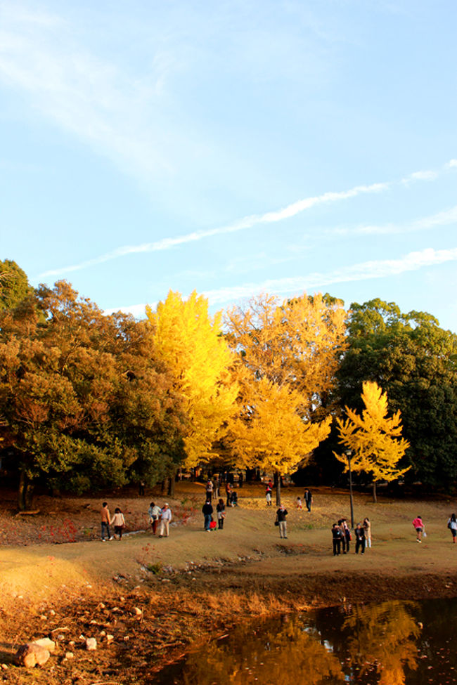 まだまた銀杏のとこも人がいたりします。<br />またあそこで写真撮りたいので徐々に移動です。