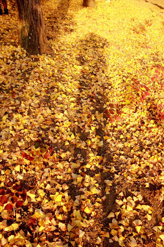 まだ目指す銀杏のとこじゃない場所で<br />なんとなく自分の影を撮るバニバニ。