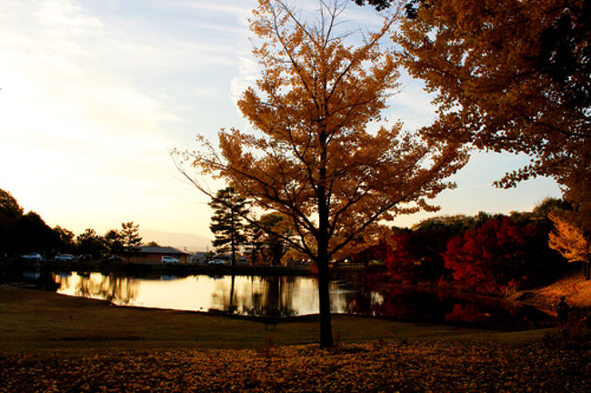 辿り着いた銀杏の場所から<br />眺める湖。<br /><br />黄昏時も綺麗なのだぅ。