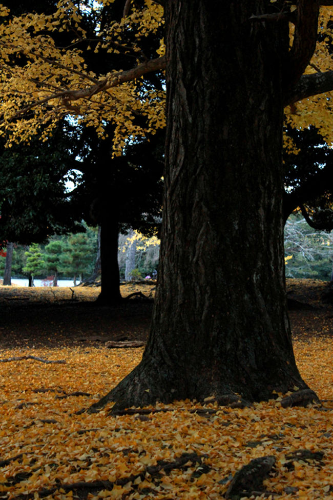 まだ5時近くなのにすっかり暗くなってきました。<br /><br />この季節ってすぐ暗くなっちゃうから<br />たっぷり遊べないね。<br /><br />けど、とっても楽しい一日でした。<br />紅葉もとっても綺麗で<br />四季のステキさを再確認できたのでした。<br /><br />日帰り旅行でも十分満喫できたので、<br />是非また見てないところへ<br />行ってみたいって思いました。<br /><br />奈良、ステキなのでした。