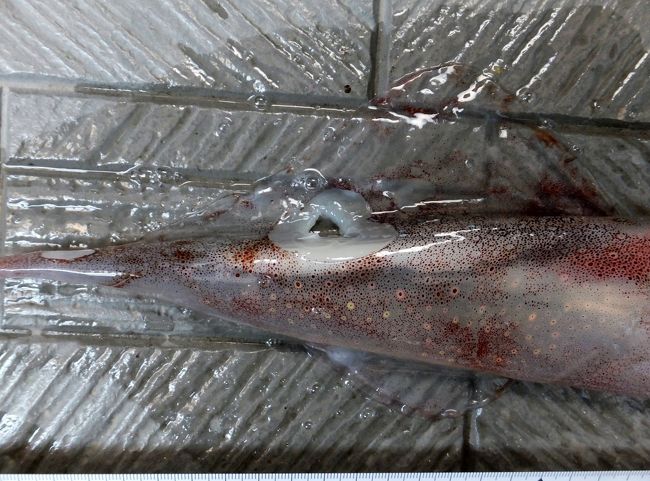 残念な結果になったイカ釣りと塩辛作り 横須賀 神奈川県 の旅行記 ブログ By さとちゃんさん フォートラベル