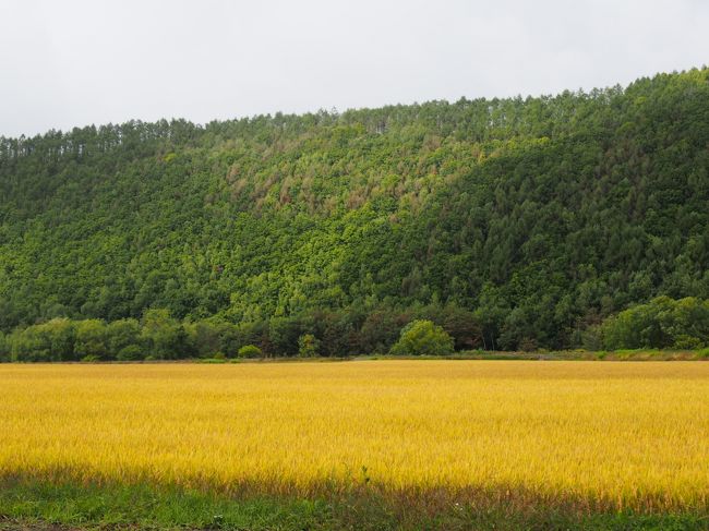 旭岳は早々に退散し、下界に下りてくると、まだこんな風景が飛び込んできます。秋が始まったんですねぇ〜