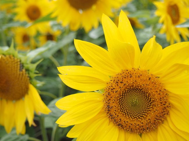 そして、いつものことで四季彩の丘に来てみました。<br />まだ、ひまわりが咲いてます。<br /><br />もう、ここらへんのひまわりの時期がわからなくなります（笑）