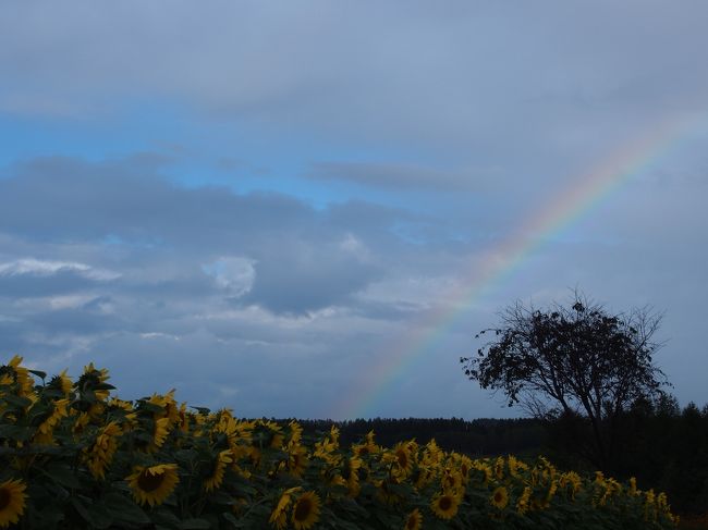 雨が降ったりやんだりだったので、ふと気づいたら虹が。