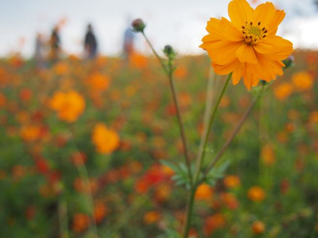 ここはやはりいつも中国からの観光客がおおいですね。<br />たまーにずかずかと花畑の中に入っていくのでそれがちょっと・・・。