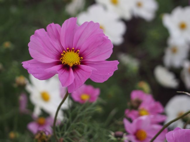 毎回ここでカメラの練習してます。<br />載せてない、花の写真が山ほどできます（笑）<br /><br />遠近感やぼかし、アップなど勉強になります。