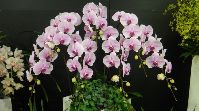 オマケ　ランの花が綺麗でした