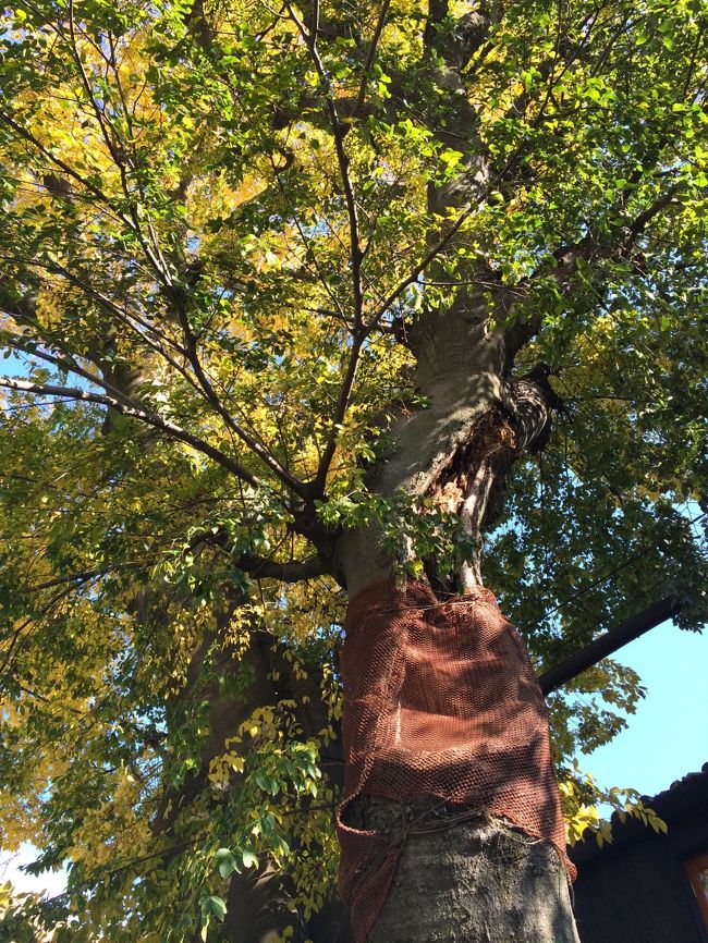 とってもいいお天気でした。寒くもなく。